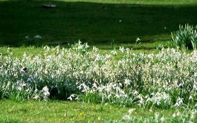 Snowdrops in the church yard