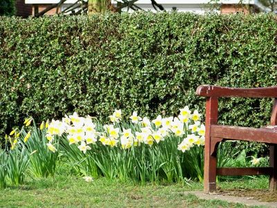 Daffodils and holly