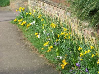 Crocuses and daffodils!