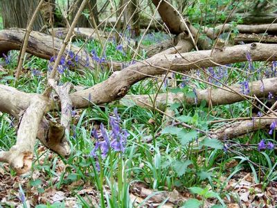 First Bluebells of the year, Lamp Dell Wood