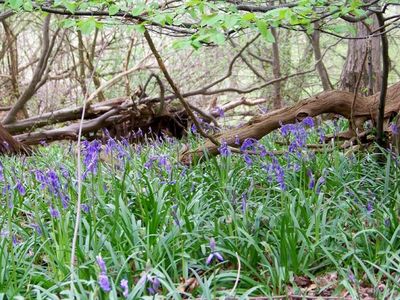 Bluebells under new hornbeam leaves