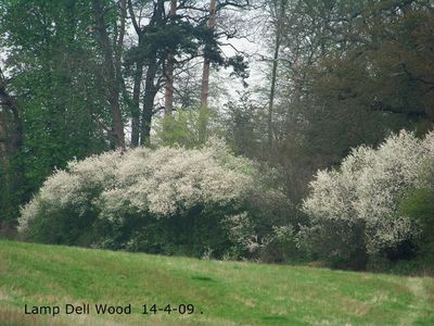 Hedgerow, Lamp Dell Wood