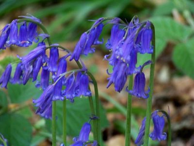 Closeup of bluebells