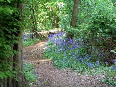 Bluebells , hornbeams and a sunlit path