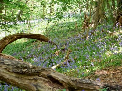 Bluebells surround a decaying log