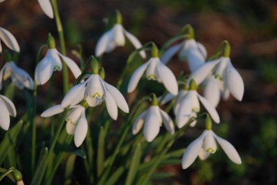 Snowdrops