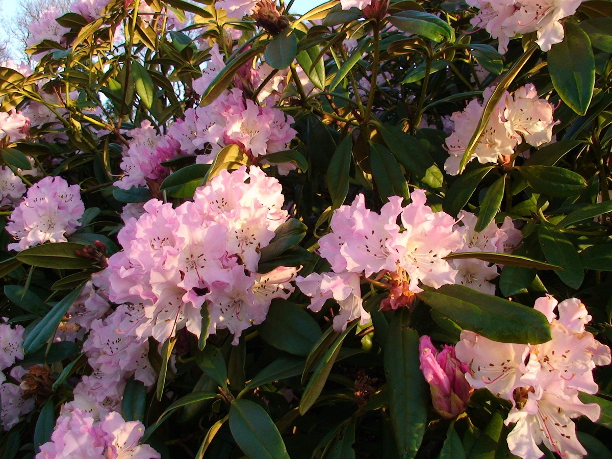 Rhododendrons