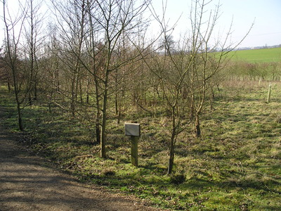 The hundred year wood