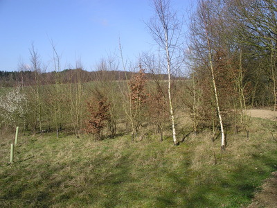 The hundred year wood
