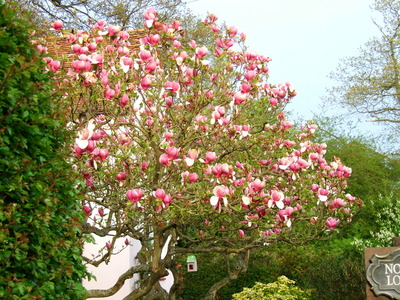 magnolia tree north lodge.