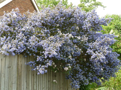 Ceanothus Noth American Shrub