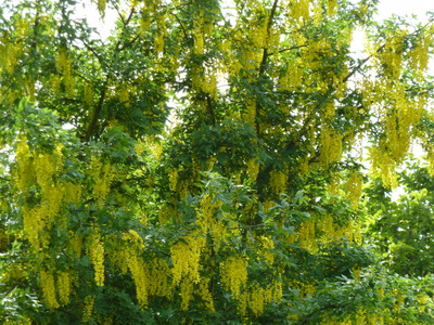 Laburnum or Golden Chain