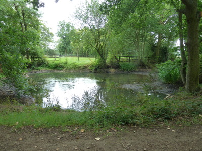 The pond before cleaning out.