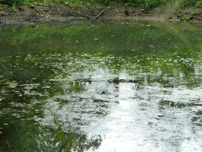 The pond before cleaning out.