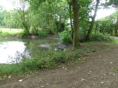 The pond before cleaning out.