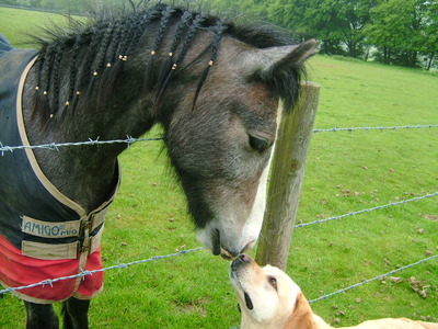 rosie kissing pony