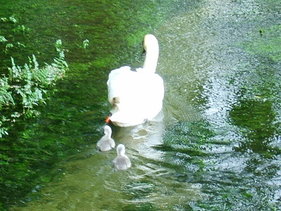 swan with young