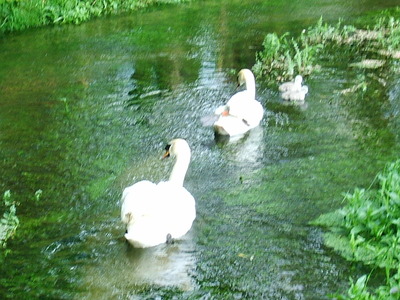 the queens bird river padgent
