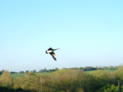 canada goose flying low