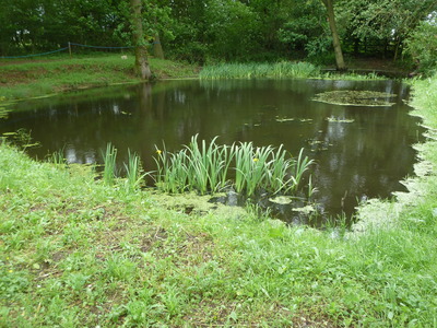 Upper Green Pond another clump of yellow Iris