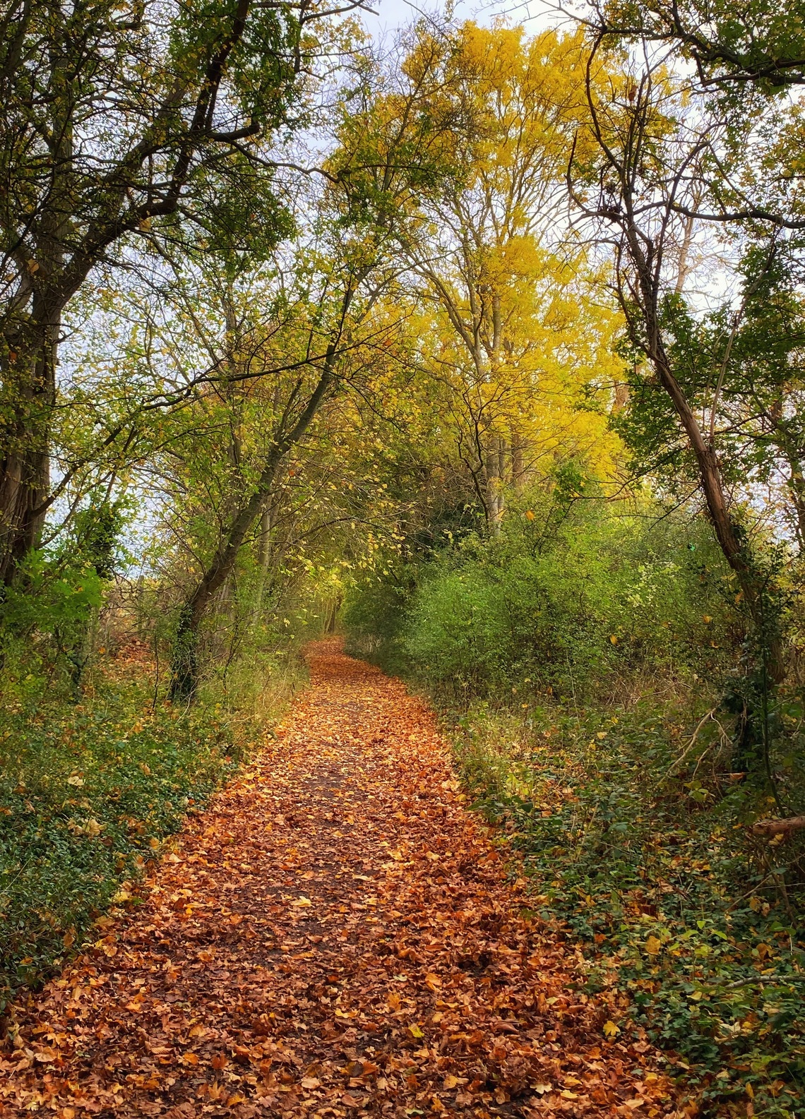 Back lane autumn 
