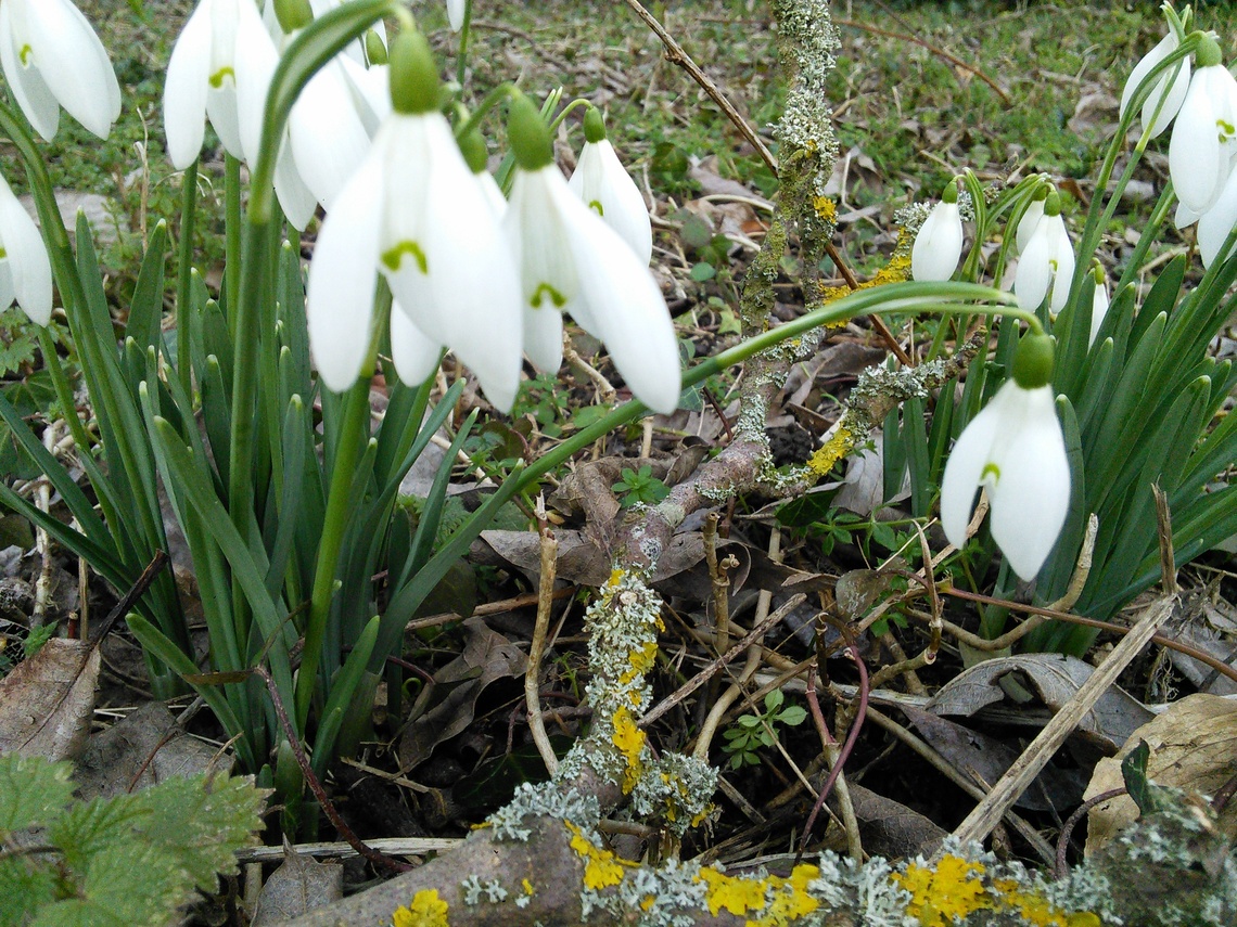 Snowdrops