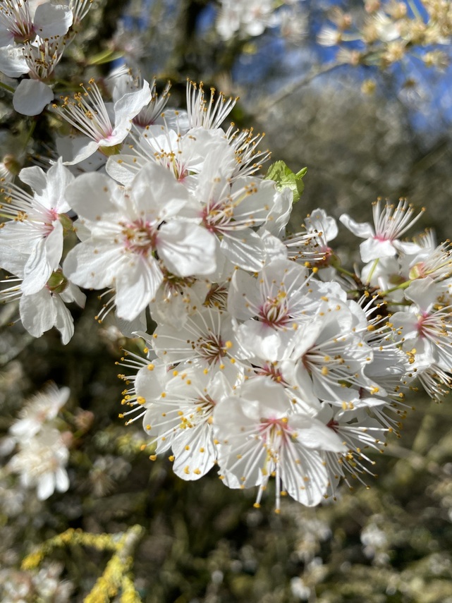 Blossom 