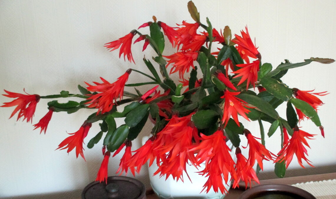 Joy & Kristina Lawson's Cactus