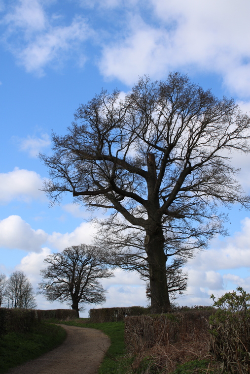 Oaks in lane
