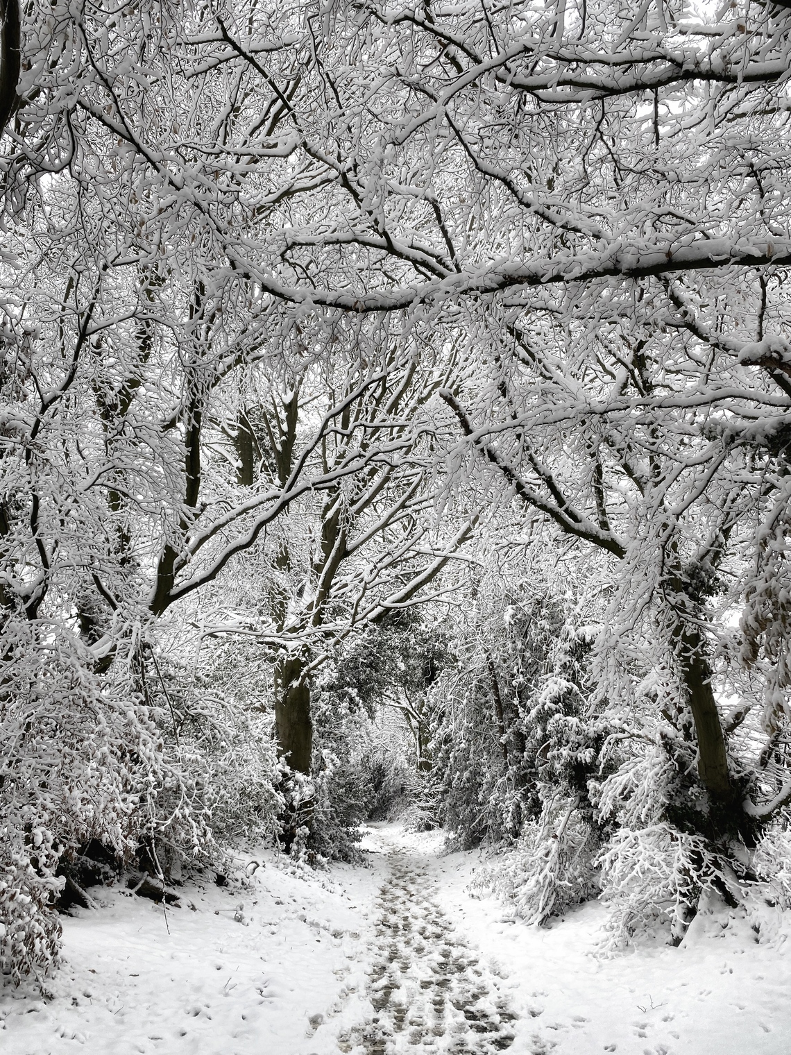 Back lane in snow