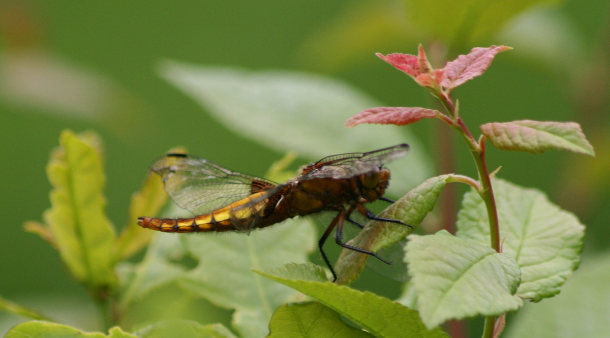 Broad-bodied libellula dragonfly